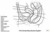 Reproductive Sistema Femenino Reproductor Feminino Reprodutor Supercoloring Urinary Ejercicio Planilha 1375 Anatomia Anatomía Figura Chessmuseum sketch template