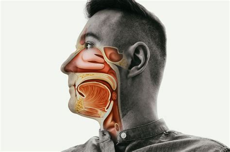 nasal turbinates kaplan sinus relief