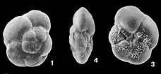 Afbeeldingsresultaten voor "globorotalia Scitula". Grootte: 228 x 106. Bron: www.mikrotax.org