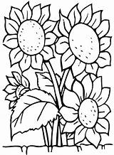 Sunflowers Pdf Flowering sketch template