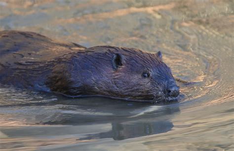 The Beaver Marsh Cuyahoga Valley National Park U S National Park