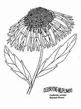 Coloring Wildflower Pages Comments Blanket Getdrawings Drawing Library Clipart Umatilla sketch template