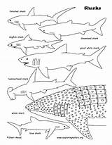 Shark Coloring Pages Whale Sharks Printable Basking Great Tiger Lavagirl Print Color Colouring Sharkboy Getcolorings Getdrawings Printing Octonauts Colorings Exploringnature sketch template