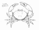 Crab Draw Step Drawing Outline Claw Sea Dungeness Drawings Tattoo Creature Crabs Painting Creatures рисунки Getdrawings животных Techniques Craft источник sketch template