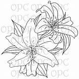 Stargazer Lily Drawing Lilies Flower Tiger Digital Coloring Stamp Getdrawings Description sketch template