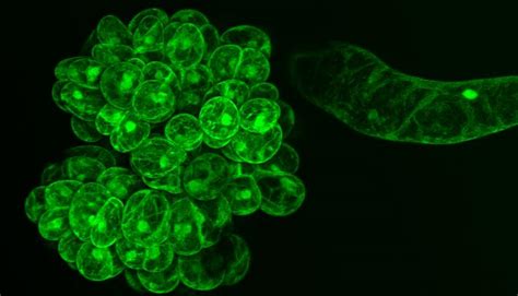 gfp protein