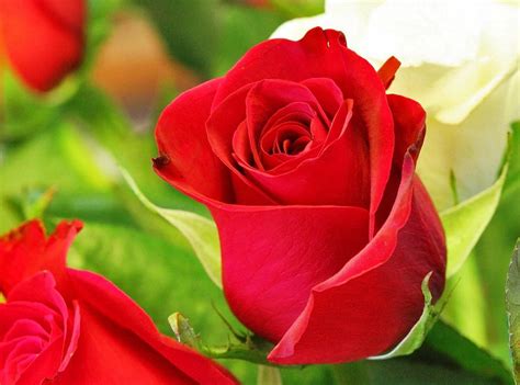 gambar bunga mawar cantik cocok  wallpaper gambar