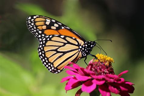 update  monarch butterfly  icon endangered hillnotes