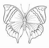 Coloring Pages Butterfly Butterflies Cute sketch template