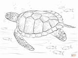 Turtle Sea Coloring Pages Green Turtles Outline Realistic Drawing Printable Sketch Supercoloring Color Ocean Baby Print Adult Super Sheet Kids sketch template