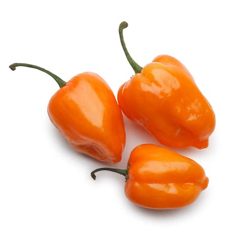 proven health benefits  eating habanero pepper poultry farm