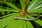 Afbeeldingsresultaten voor Dendrelaphis caudolineatus. Grootte: 148 x 100. Bron: www.thainationalparks.com