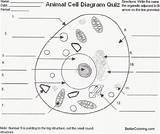 Cell Animal Diagram Quiz Coloring Worksheets Printable Label Worksheet Pages Blank Kids Unlabeled Parts Labels Anatomy Adults Printables Yahoo Site sketch template