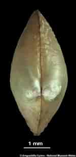 Afbeeldingsresultaten voor "nucula Sulcata". Grootte: 150 x 307. Bron: naturalhistory.museumwales.ac.uk