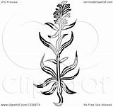 Hyssop Plant Clipart Woodcut Herbal Illustration Royalty Vector Picsburg sketch template