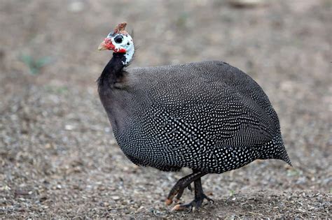 guinea fowl        unique birds heritage acres market llc