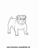 Bulldogge Ausmalbilder Hunde Ausmalbild Pudel Pitbull Zeichnen Puppy Pinnwand Auswählen sketch template