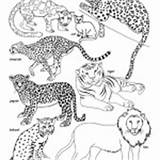 Coloring Animals Groups Cat Family Category sketch template