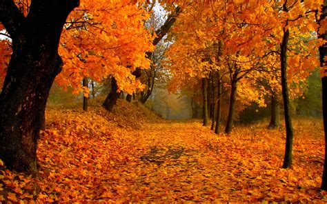 fall scenery wallpapers