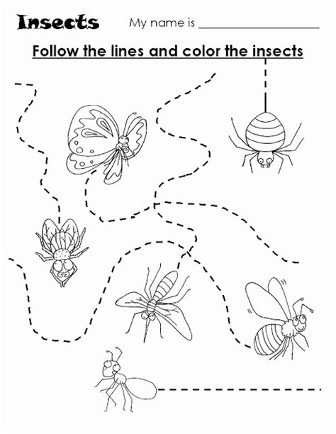 diy  explore insect worksheets  preschoolers simple template design