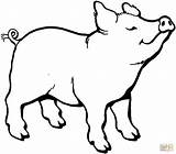 Coloring Para Colorear Pig Pages Printable Visitar sketch template