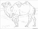 Coloring Camel Bactrian Realistic Pages Camels Color Drawing Supercoloring Printable sketch template