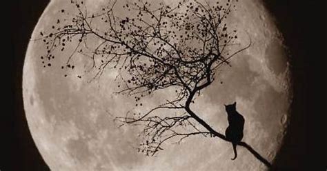 Noir Cat Imgur