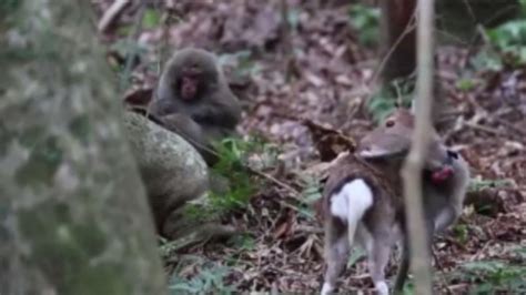 ¿por qué este mono intenta tener sexo con un ciervo