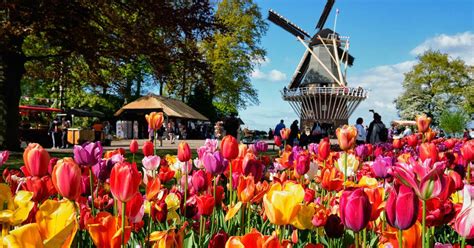A Brief History Of Tulips A K A Tulpen