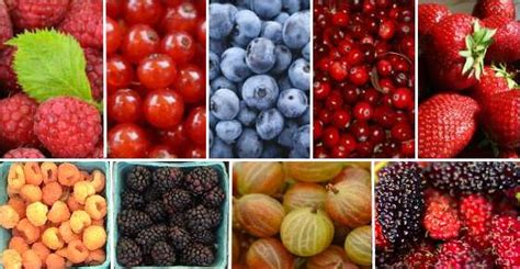 types  berries list  berries   picture