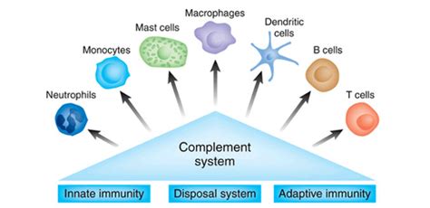 complement system components activation  pathways regulation biologic effects