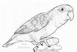 Caique Bellied Parrot Blanchard Pen sketch template