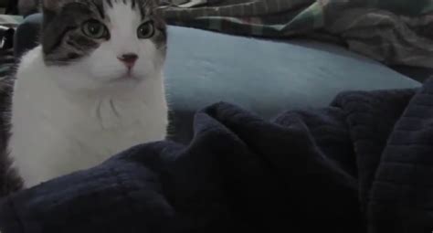needy cat demands attention  owner funnycom
