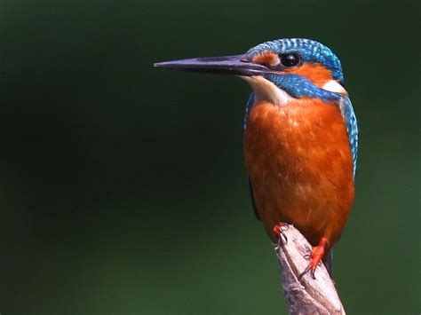 kingfisher  life  animals