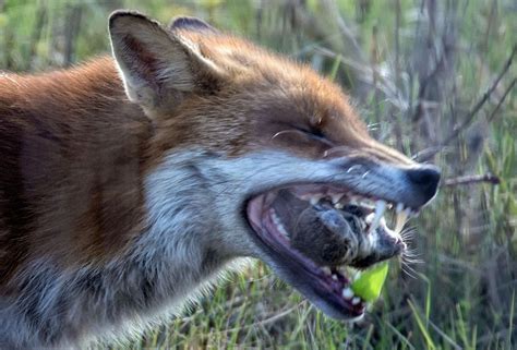 red fox behaviour introduction wildlife
