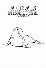 Elephant Seal Coloring Animal Mammals sketch template