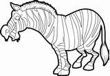 Zebra Coloring Pages Cartoon Quotes Funny Stripes Without Color Quotesgram Teaching Getcolorings Getdrawings Subscribe sketch template
