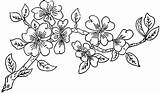 Apple Blossom Drawing Line Clipart Flower Branch Drawings Clip Patterns Getdrawings Cliparts Ingalls 1886 Library Choose Board sketch template