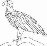 Coloring Pages Vulture Eagle Turkey Eagles Logo Getdrawings Print Color Getcolorings Philadelphia sketch template