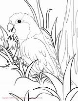 Parrotlet Parrots sketch template