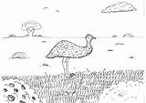 Outback Coloring Emu Australia Pages Robin Great sketch template