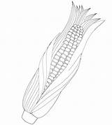 Maize Coloring Printable Pages Description Coloringonly Shopkin sketch template