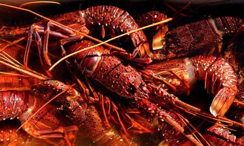 lobsters are being sold for just 20 each in australia here s how to