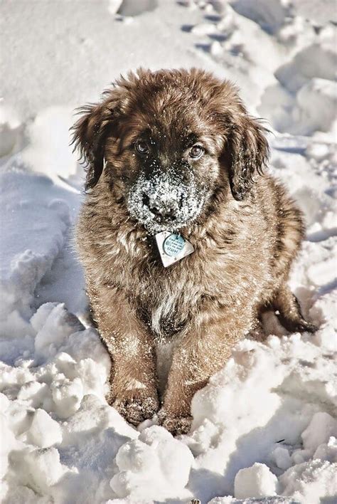 lionberger leonberger puppy leonberger dog puppies