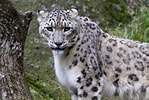 Image result for Snow Leopards. Size: 149 x 100. Source: science.thewire.in
