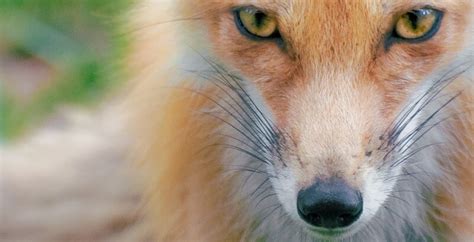 10 Fascinating Facts About Foxes With Photos