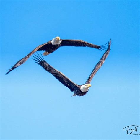 Two Bald Eagles In Flight And Three Photos Of An Osprey Nesting In Our
