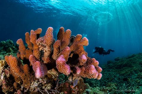 la acidificacion del oceano  cambiara  los peces de arrecifes coralinos