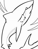Jose San Sharks Coloring Pages Shark Getcolorings Color sketch template