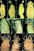 Afbeeldingsresultaten voor "polycirrus Medusa". Grootte: 68 x 100. Bron: www.researchgate.net